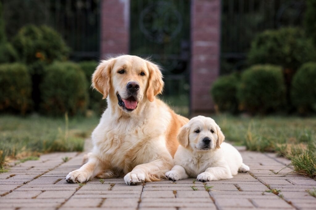 Cachorro da raça golden retriever adulto e filhote um ao lado do outro