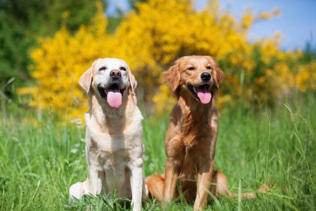 Golden e labrador retriever em um parque