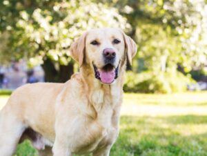 10 raças mais indicadas para quem nunca teve um cachorro 