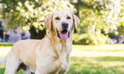 10 raças mais indicadas para quem nunca teve um cachorro 