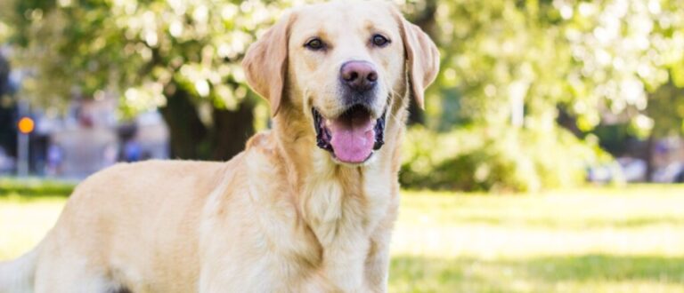 10 raças mais indicadas para quem nunca teve um cachorro 