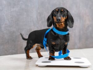 Veja como tratar hérnia de disco em pets