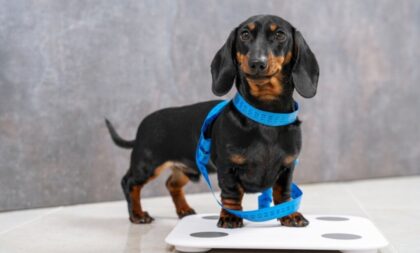 Veja como tratar hérnia de disco em pets