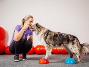 7 benefícios do reforço positivo para o cachorro 