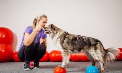 7 benefícios do reforço positivo para o cachorro 