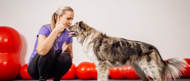 7 benefícios do reforço positivo para o cachorro 