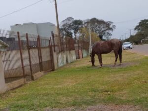 Animais soltos preocupam no Alto do Amorim