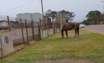 Animais soltos preocupam no Alto do Amorim