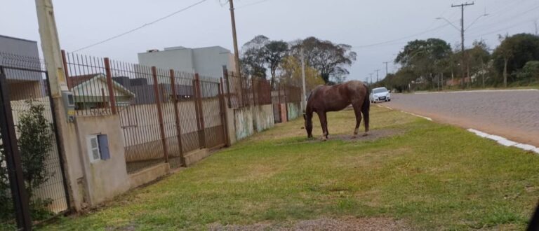 Animais soltos preocupam no Alto do Amorim