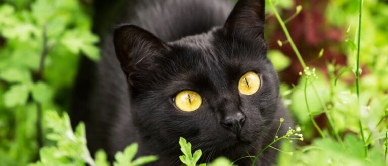 4 características do gato da raça bombaim 