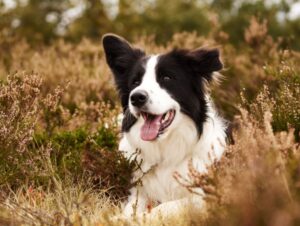 8 raças de cachorro mais inteligentes do mundo