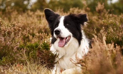 8 raças de cachorro mais inteligentes do mundo