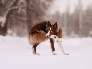 8 semelhanças entre o cachorro e o lobo