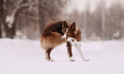 8 semelhanças entre o cachorro e o lobo