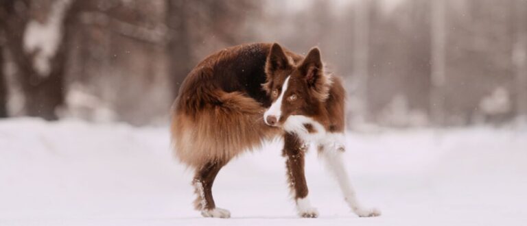 8 semelhanças entre o cachorro e o lobo