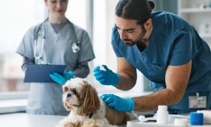 7 cuidados com cachorro de pelo longo 