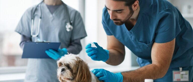 7 cuidados com cachorro de pelo longo 