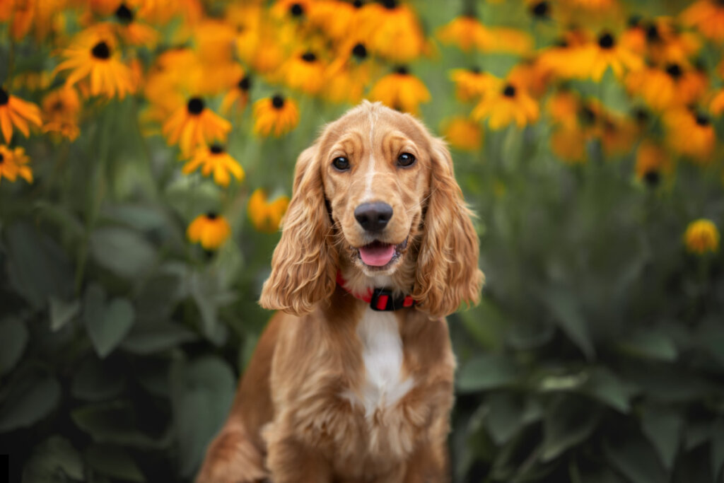 Cocker spaniel inglês com flores girassóis desabrochando no fundo