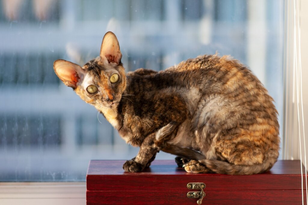 Gato da raça cornish rex sentado em móvel perto da janela 