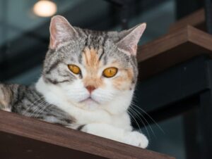 4 características do gato da raça american wirehair 