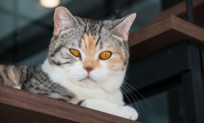 4 características do gato da raça american wirehair 