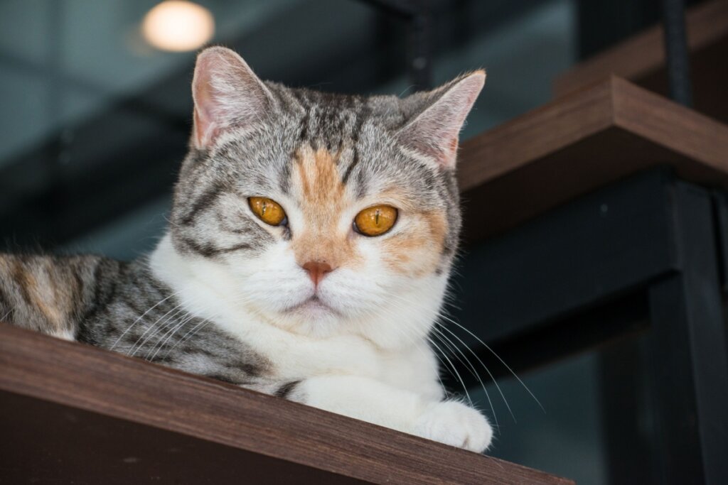 rosto de gato american wirehair deitado. ele é cinza, branco e amarelo