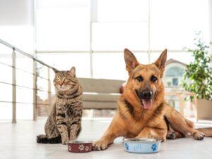 Veja os cuidados com pets com Síndrome da Disfunção Cognitiva