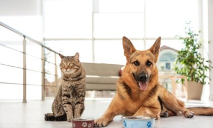 Veja os cuidados com pets com Síndrome da Disfunção Cognitiva