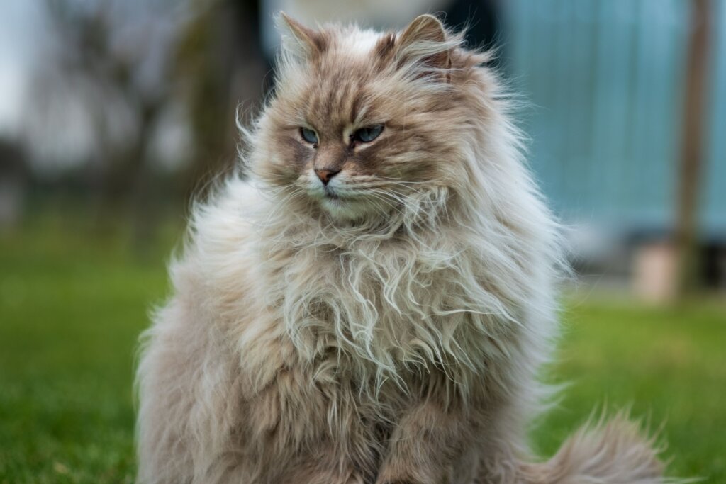 Gato siberiano sentado ao ar livre 