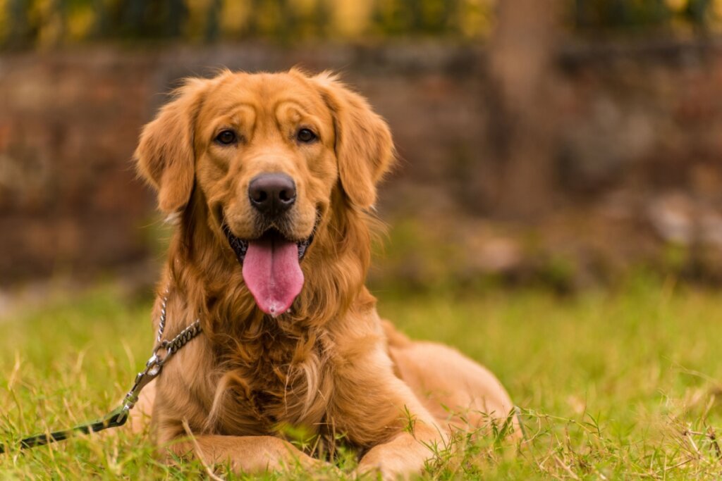 Cachorro golden retriever deitado na grama e de boca aberta