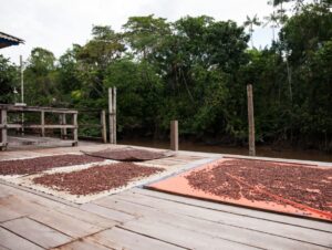 Descubra os encantos da Ilha do Combu