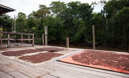 Descubra os encantos da Ilha do Combu