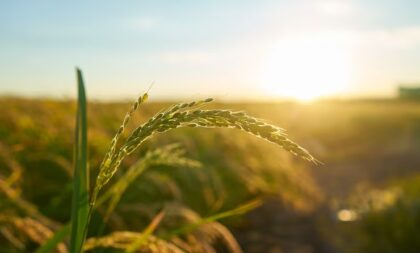 Projeto de apoio a jovens da agricultura familiar: 51 classificados são de Cachoeira