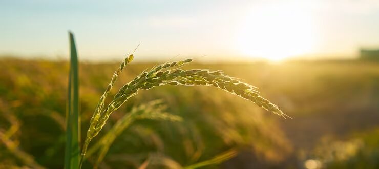 Projeto de apoio a jovens da agricultura familiar: 51 classificados são de Cachoeira