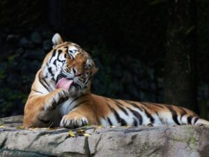 8 semelhanças incríveis entre o gato e o tigre 