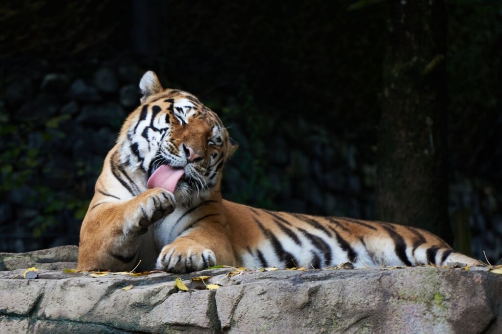 Imagem de um tigre deitado em uma pedra e lambendo a pata