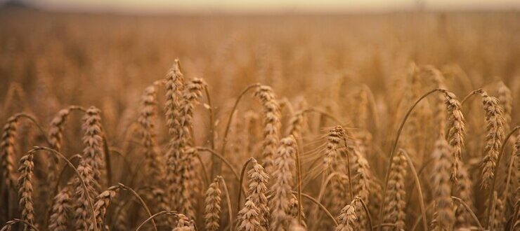 Dia de Campo de Inverno: evento apresenta inovações no cultivo de trigo