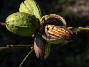 Produtores gaúchos de noz-pecã enfrentam desafios e buscam redução do ICMS