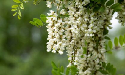 15 flores que atraem prosperidade, proteção e boas energias