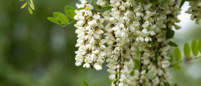 15 flores que atraem prosperidade, proteção e boas energias