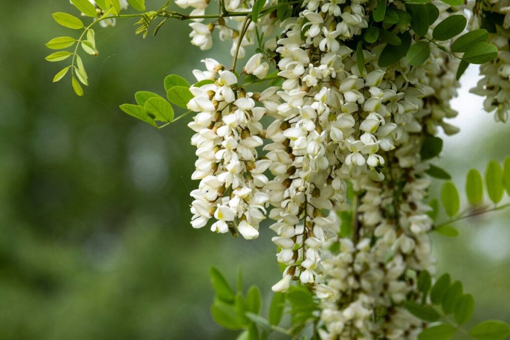 Flor de acácia branca 