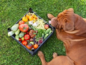 4 características do cachorro da raça mastiff