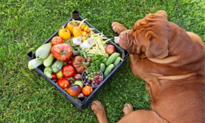 4 características do cachorro da raça mastiff