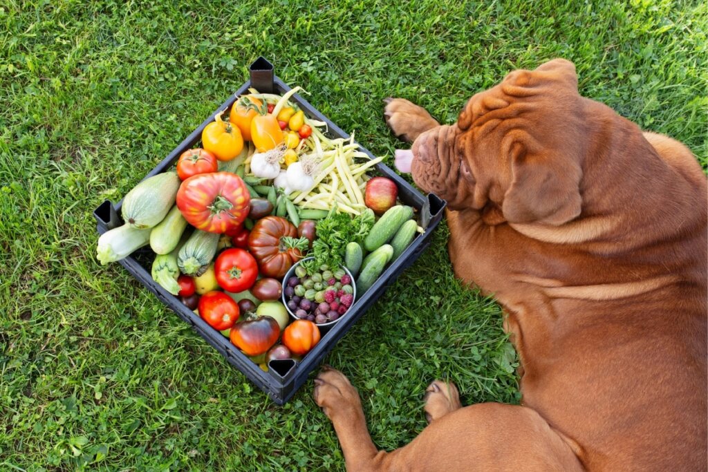 Cachorro da raça mastiff deitado na grama ao lado de uma cesta com frutas e vegetais 