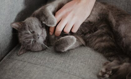 4 características do gato da raça chartreux