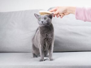 Veja a importância de escovar os pelos dos animais