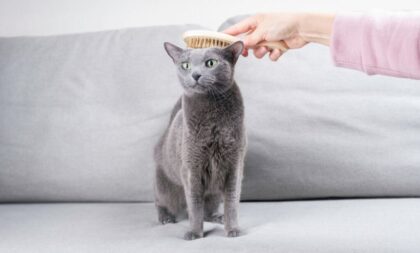 Veja a importância de escovar os pelos dos animais