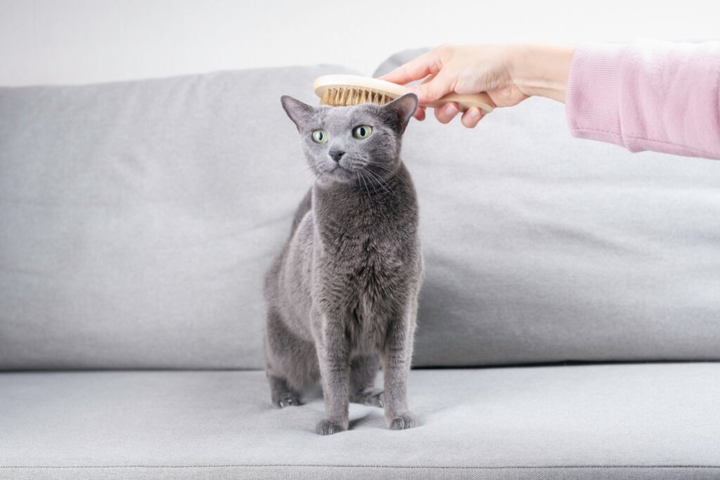 Mão de uma pessoa escovando o pelo de um gato que está em pé em um sofá cinza