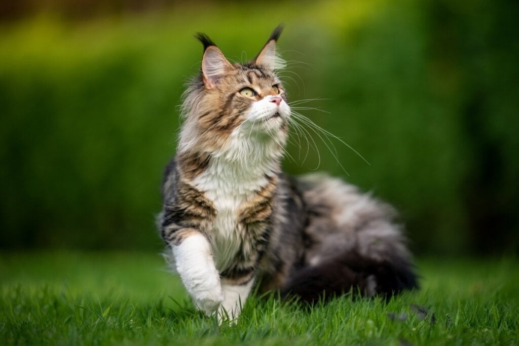 Gato da raça maine coon em um parque