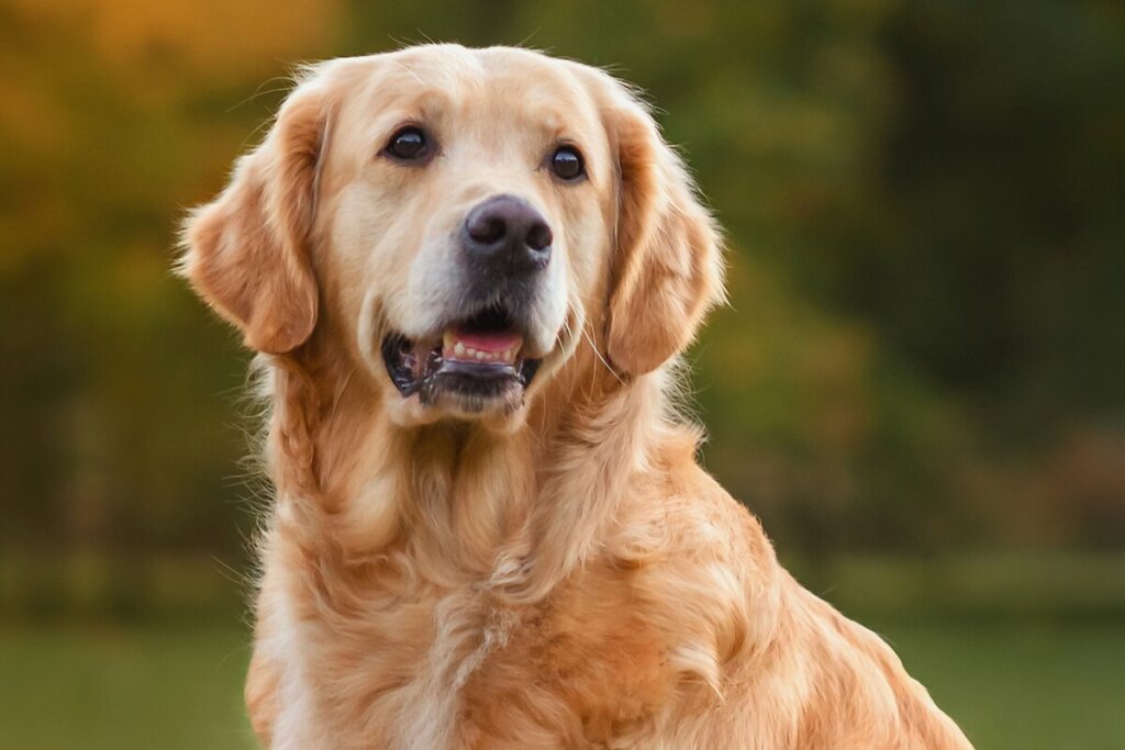 Cachorro da raça golden retriever